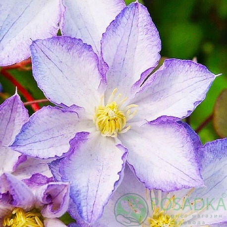 картинка Клематис Lucky Charm 