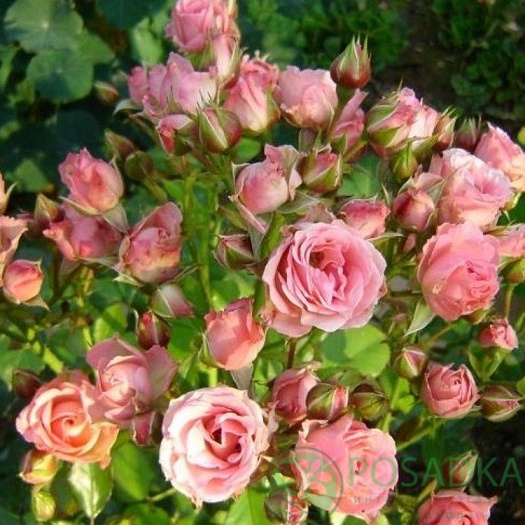 картинка Роза флорибунда Грация спрей розовая 