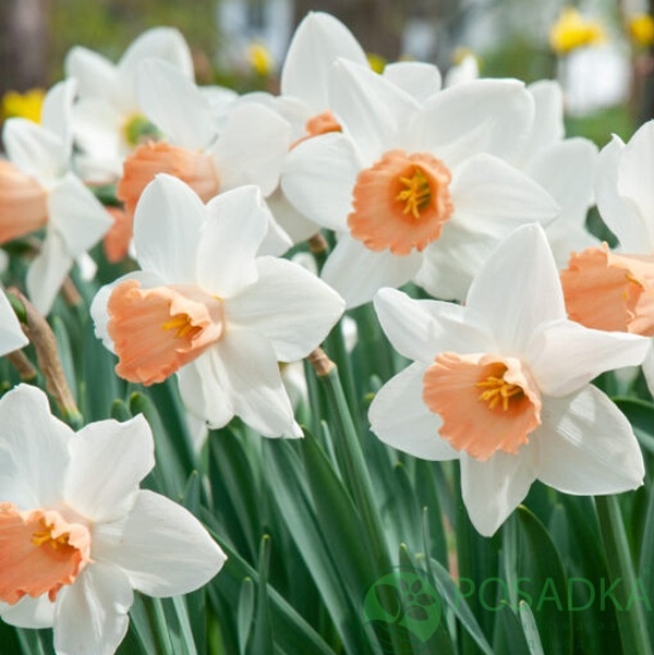 картинка Нарцисс White Marvel  картинка Нарцисс White Marvel