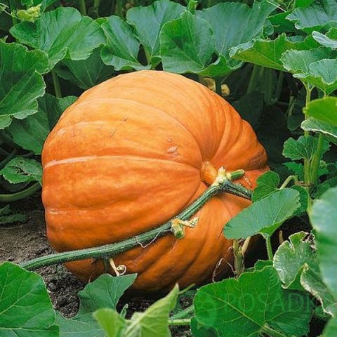 картинка Семена Тыква Титан  2 г, Seedera 