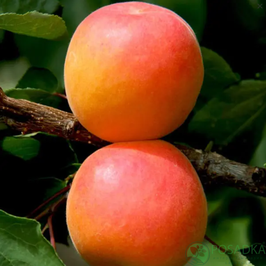 картинка Абрикос Киото 