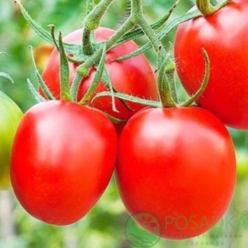 картинка Семена Томат Пето-86 0.1гр, SeedEra 