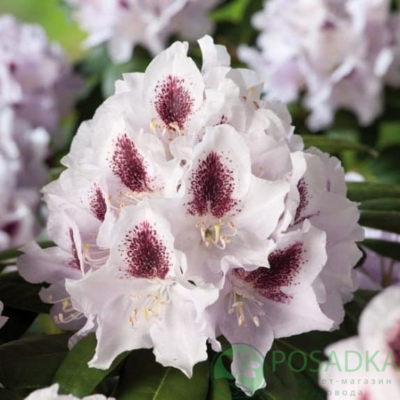 картинка Рододендрон гибридный Calsap  картинка Рододендрон гибридный Calsap