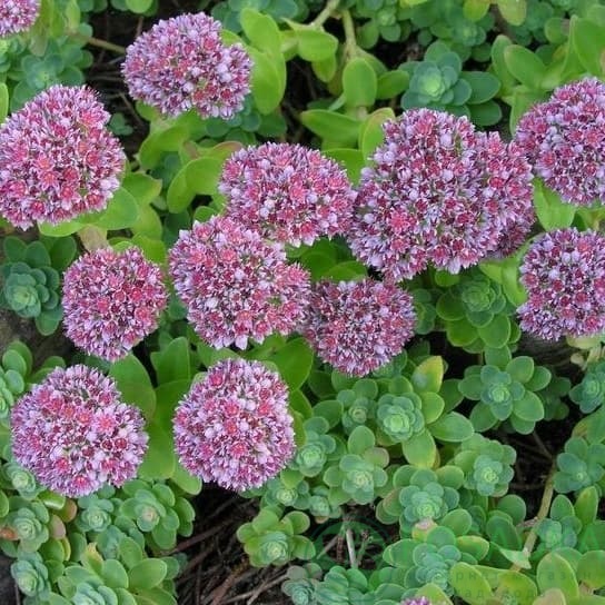 картинка Очиток (седум) Анакампсерос 