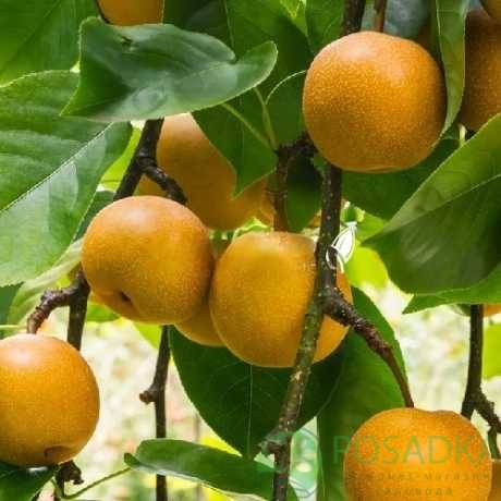 картинка Груша азиатская Ниджиссейки 