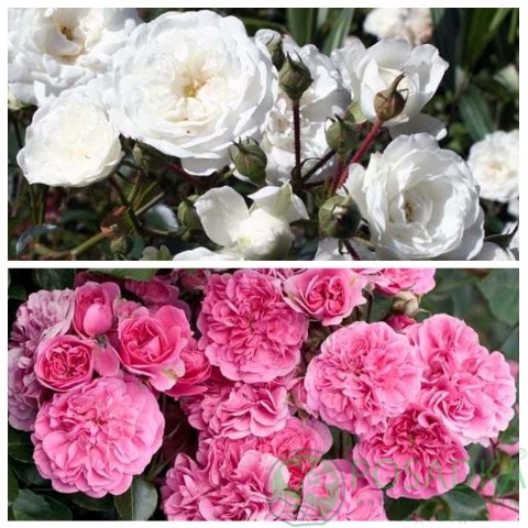 картинка Роза штамбовая (4 сезона, Си Фоум) 