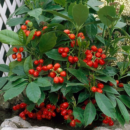 картинка Аукуба Японськая Rozannie 