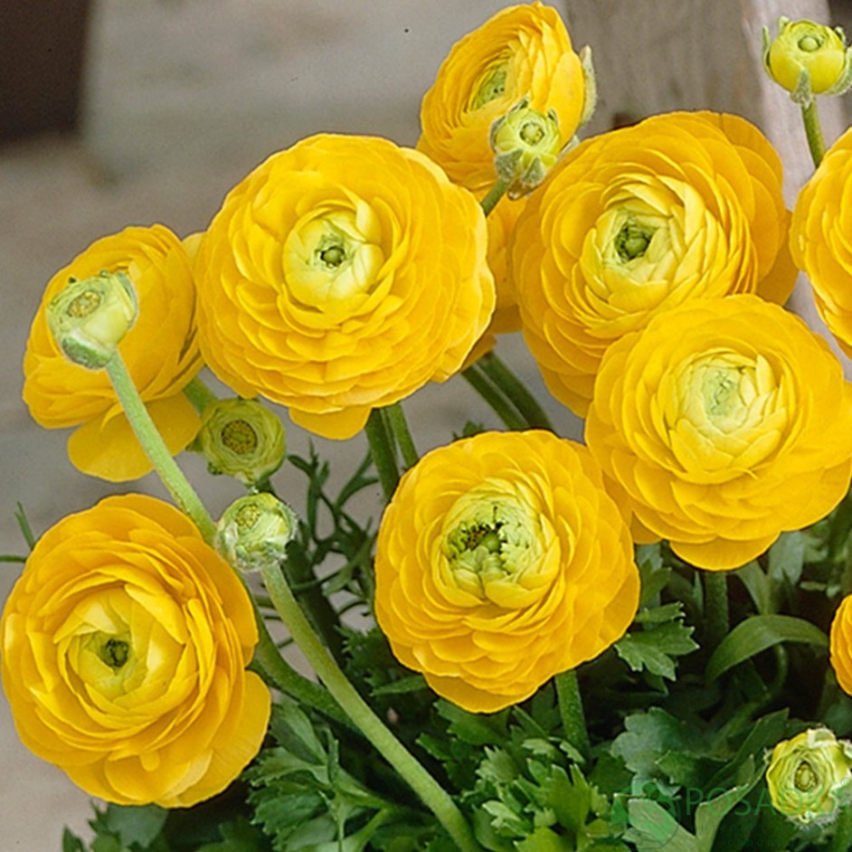 картинка Ранункулюс (лютик) Tomer Yellow 