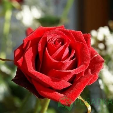 картинка Роза чайно-гибридная Бычьи Глаза 