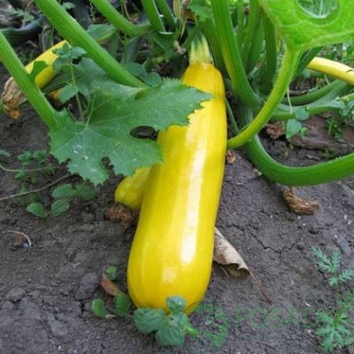 картинка Семена кабачок Золотинка 3 г, SeedEra 