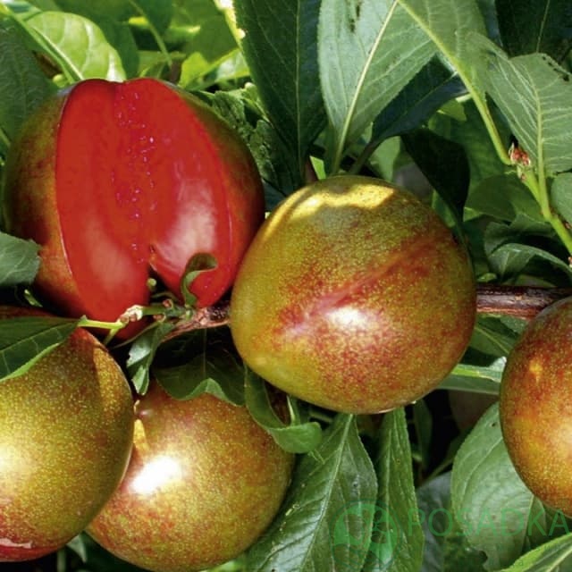 картинка Алыча Флавор Супреме (диплоидная) 