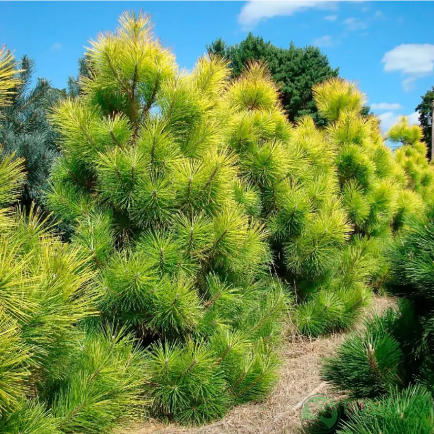 картинка Сосна желтая (Pinus ponderosa) С3 