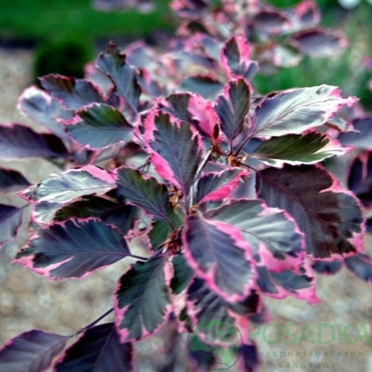 картинка Бук лесной Two Color Weeping 