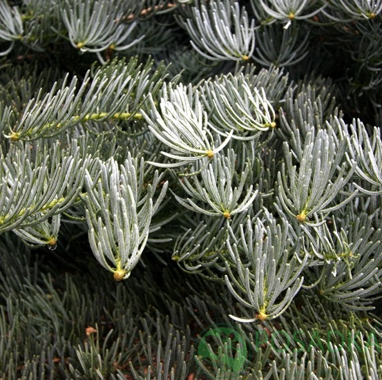 картинка Пихта одноцветная Acher`s Dwarf 