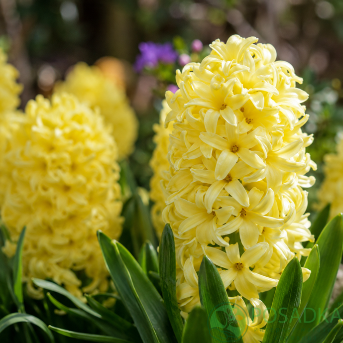 картинка Гиацинт Yellow Queen 