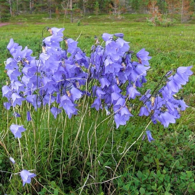 картинка Колокольчик круглолистный 