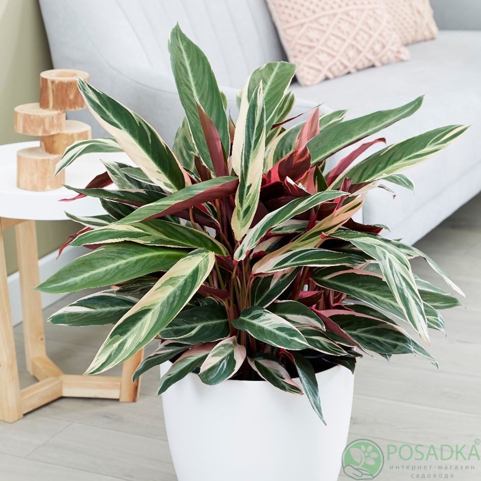 картинка Строманта Триостар  картинка Строманта Триостар