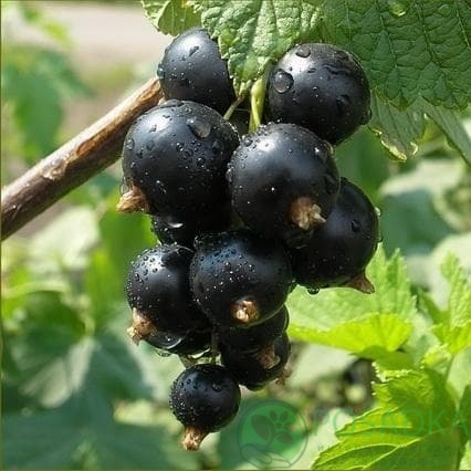 картинка Смородина чёрная Ориана 