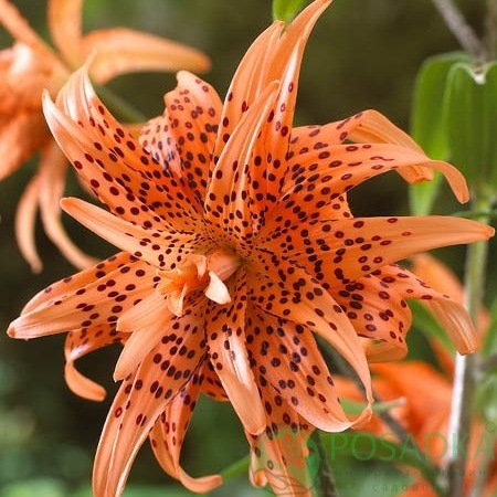 картинка Лилия Flore Pleno 