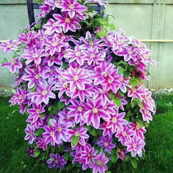 картинка Клематис Doctor Ruppel 