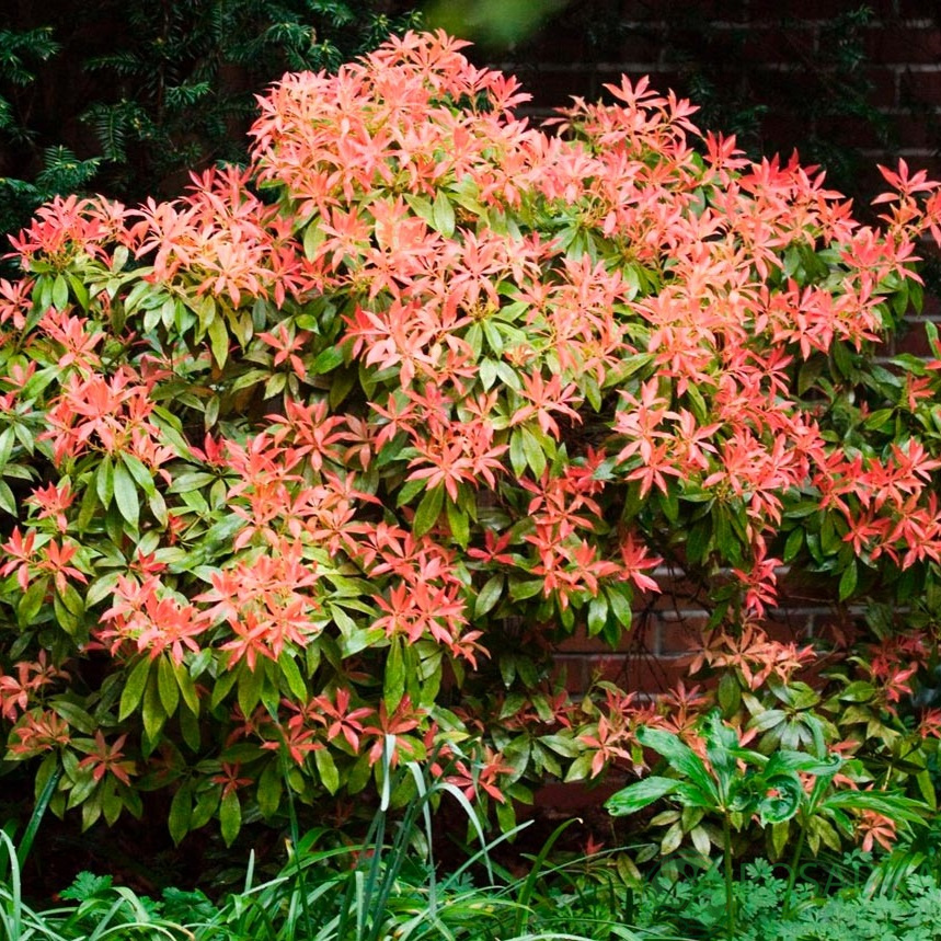 картинка Пиерис Моунтейн Файа (Pieris Mountain Fire) 