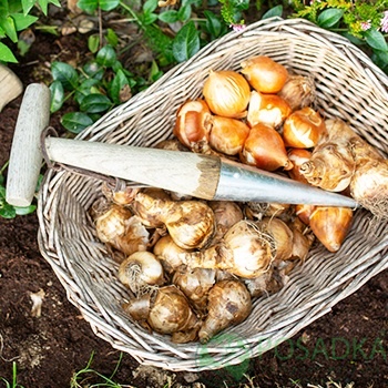 картинка Тигридия Speciosa 