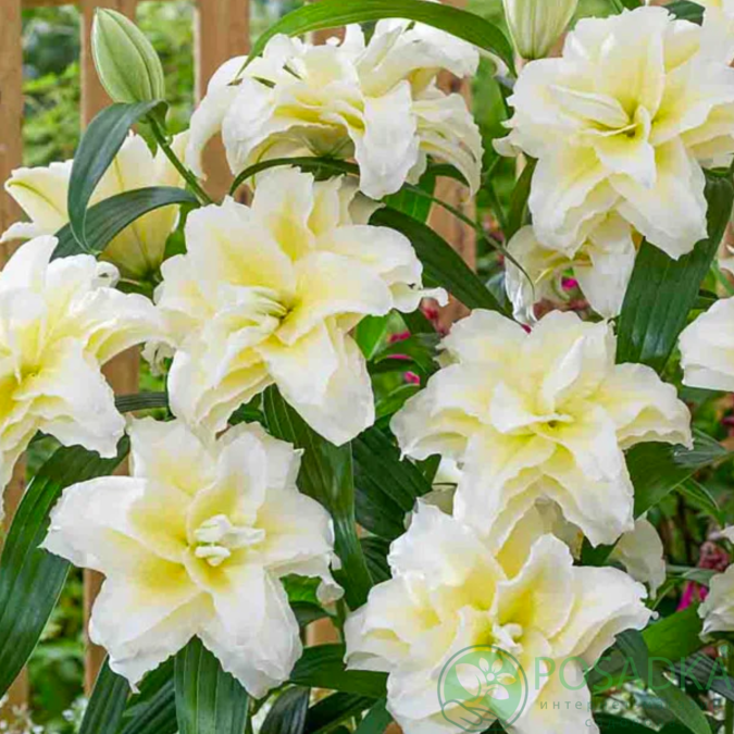 картинка Лилия Roselily Ludwina 