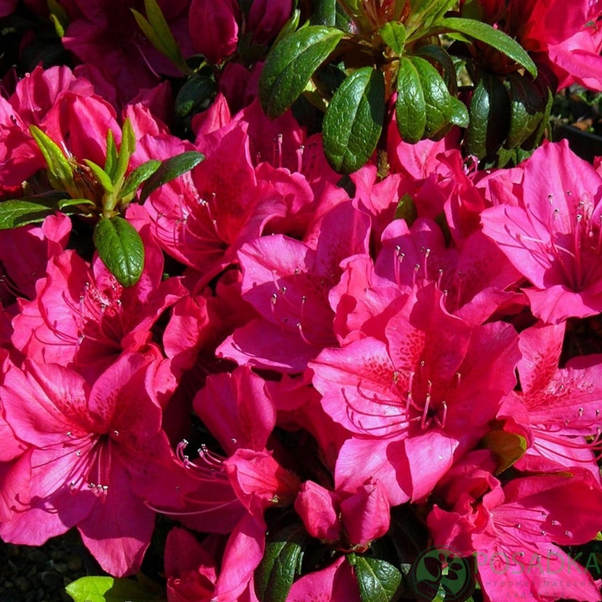 картинка Азалия японская Georg Arends 