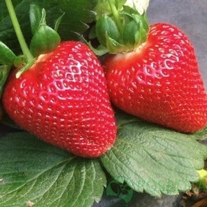 картинка Клубника Квики (кассета) 