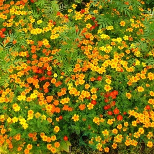 картинка Бархатцы узколистные Смесь семена (0.1гр)  картинка Бархатцы узколистные Смесь семена (0.1гр)