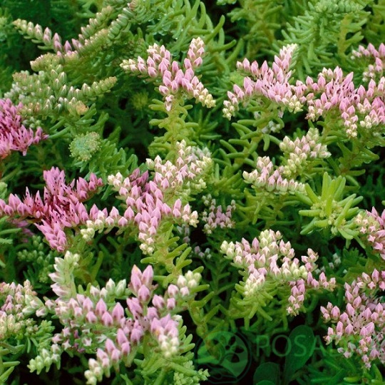 картинка Очиток (Седум) Морская Звезда (Sea Star) 