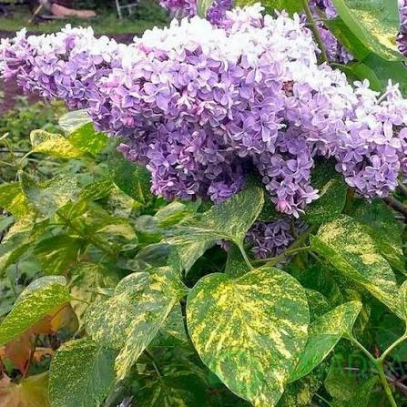 картинка Сирень обыкновенная Аукубафолиа (Aucubaefolia) 