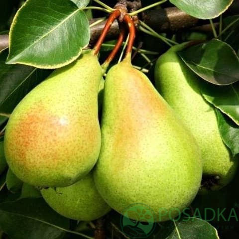 картинка Груша Санта Мария 