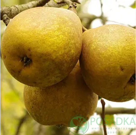 картинка Груша Бере Дюрандо 