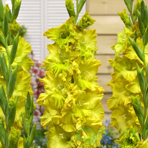 картинка Гладиолус Blitz 