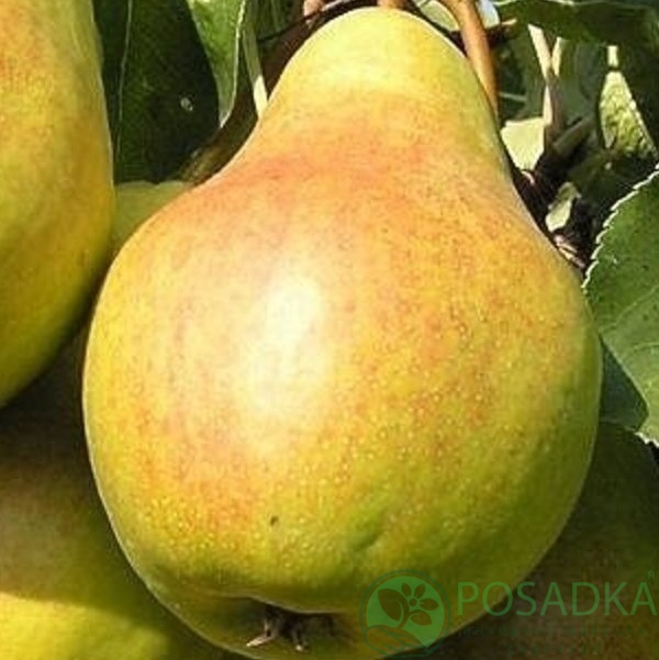 картинка Груша колоновидная Павловская 