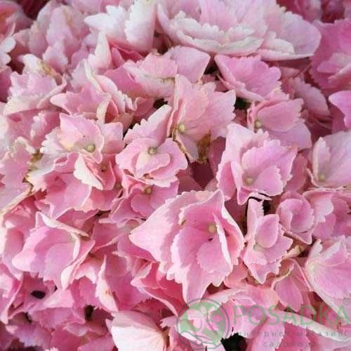 картинка Гортензия крупнолистная Pink Sensation (Пинк Сенсэйшн) 