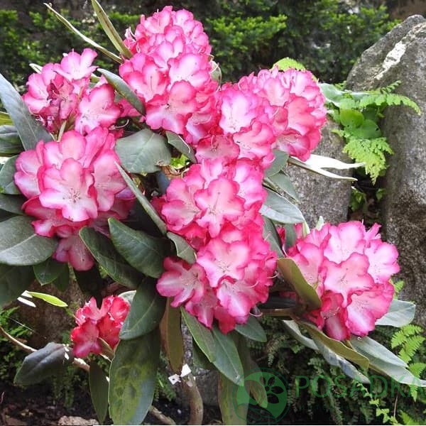 картинка Рододендрон гибридный Ann Lindsay 