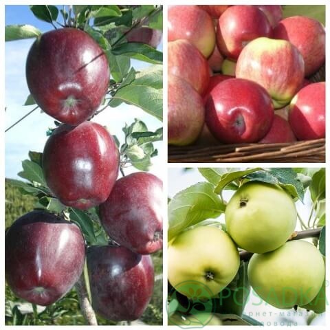 картинка Яблоня дерево сад (Грени Смит, Амброзия, Джеромини) 