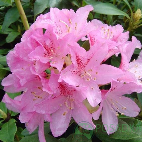 картинка Рододендрон гибридный Cheer 