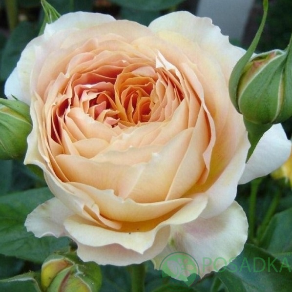 картинка Роза чайно-гибридная Карамель Антик 