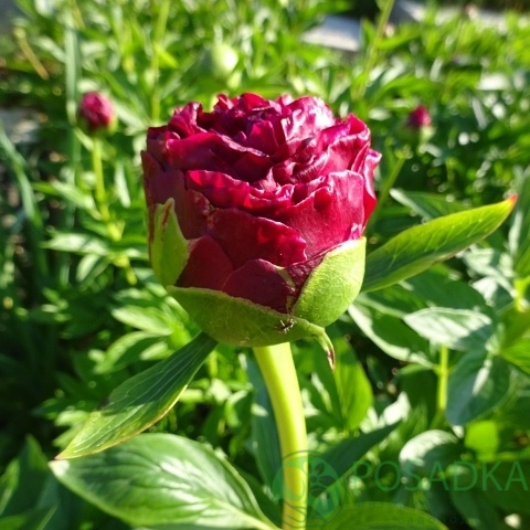 картинка Пион травянистый Henry Bockstoce 