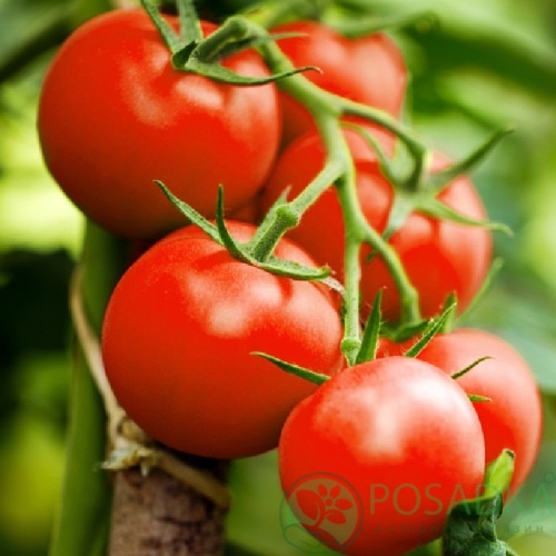 картинка Семена Томат Алеша Попович 0.2гр, SeedEra 