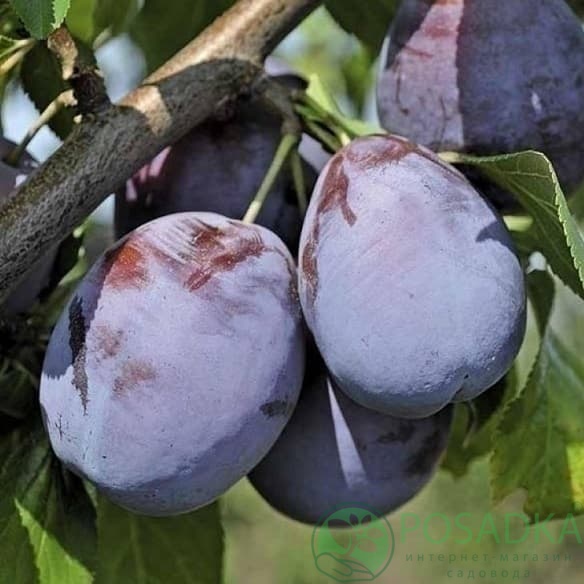 картинка Слива Амерс 