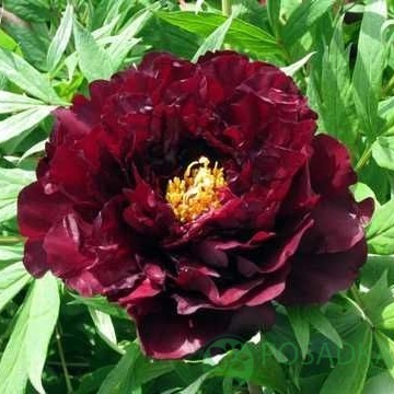 картинка Пион древовидный Black Panther Hei Bao 