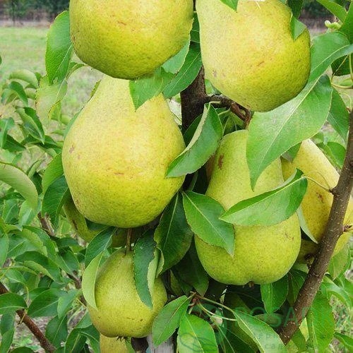 картинка Груша колоновидная Г1 