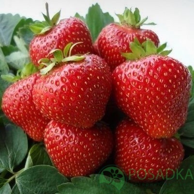 картинка Клубника Кимберли 