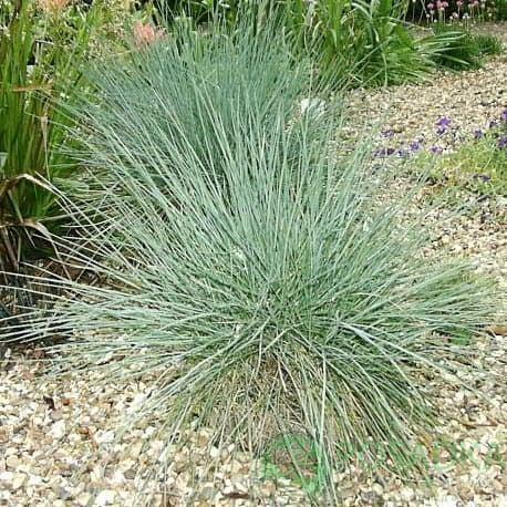 картинка Овсяница  картинка Овсяница