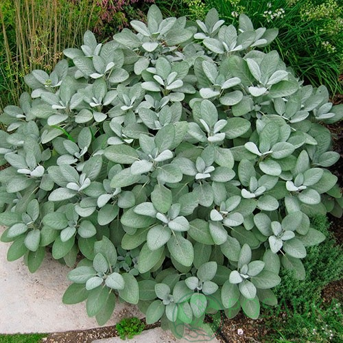 картинка Шалфей (Сальвия) Berggarten 