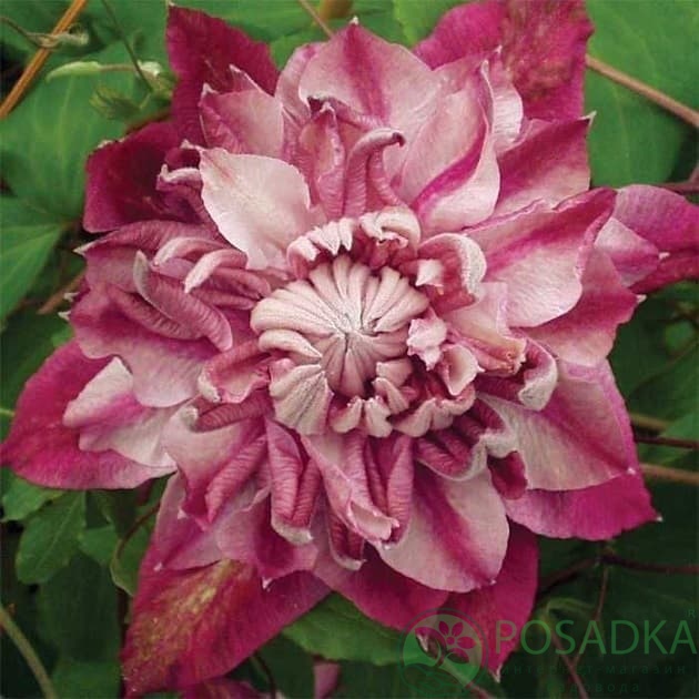 картинка Клематис Patricia Ann Fretwell 